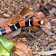 false coral snake