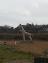 Wexford Giraffe