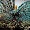 Noble Feather Star