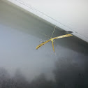 Plume Moth