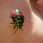 Christmas beetle