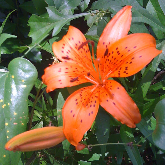 Spotting Image 1