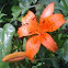 Tiger Lilly
