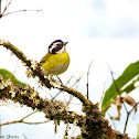 Sooty-capped Bush Tanager