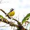 Sooty-capped Bush Tanager