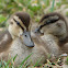 Mallard ducklings
