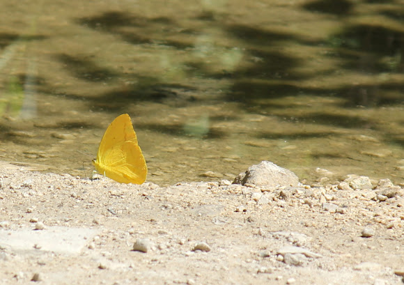 Spotting Image 1