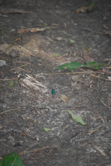 Spotting Image 1