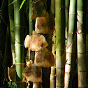 bamboo