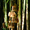 bamboo