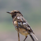 Stonechat (juvenile)