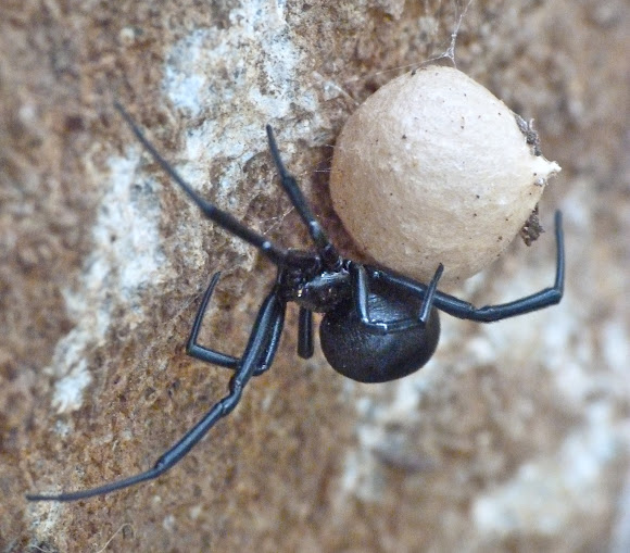 Spotting Image 1