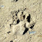 Animal Tracks