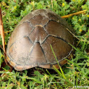 Eastern mud turtle