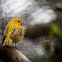 Saffron Finch
