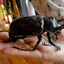 Rhinoceros Beetle
