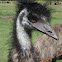 Emu