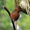 Crimson-backed Tanager Female