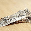 Noctuid moth