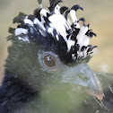 Mutum/Bare-Faced Curassow [Female and Male]