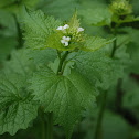 Garlic Mustard