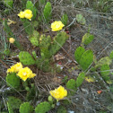 Prickly Pear