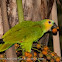 Turquoise fronted parrot
