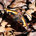 Milbert's tortoiseshell
