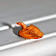 Warm-Chevroned Moth