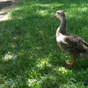 Mallard (female)