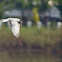 Whiskered Tern