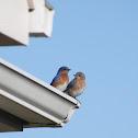 Eastern Bluebird