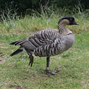 Nene / Hawaiian Goose