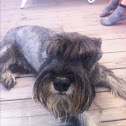 Standard Schnauzer