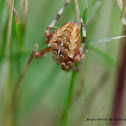 Cross orbweaver