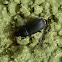Ground Beetle