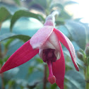 Fucsias