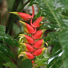 Heliconia pendula