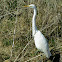Great Egret