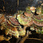 Turkey tail