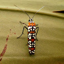 Ailanthus webworm.
