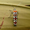 Ailanthus webworm.
