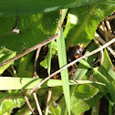 Centipede