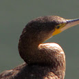 Portugal's Biodiversity