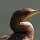 Portugal's Biodiversity