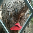 Grey squirrel
