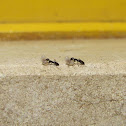 Black garden ant