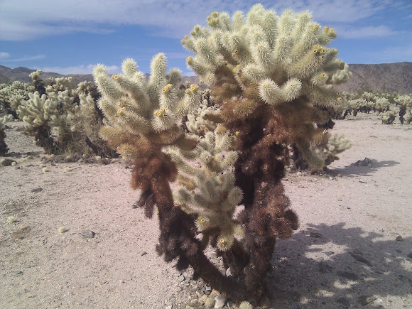 Spotting Image 1