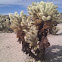 Cholla cactus