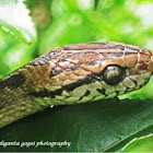 Snake~
